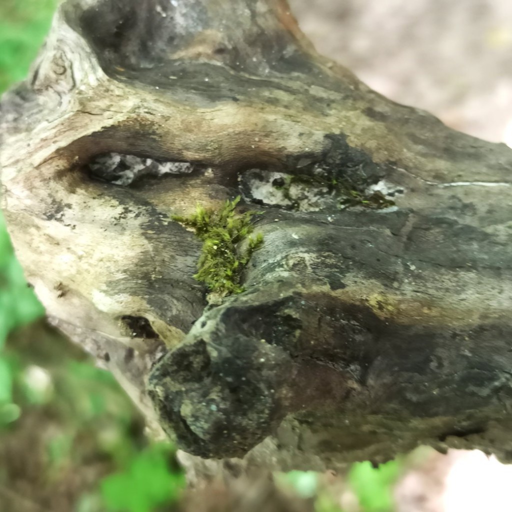Foret