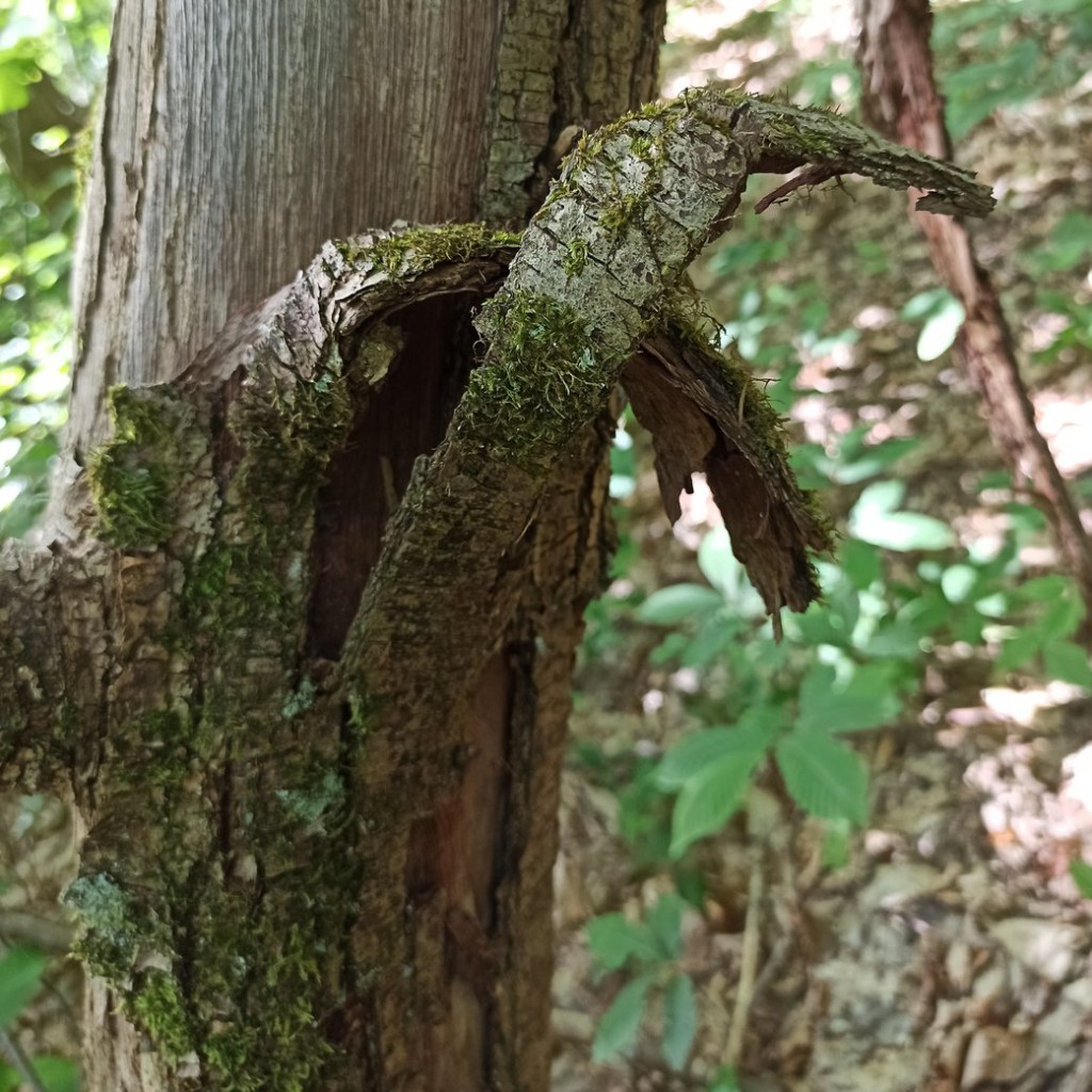 Foret