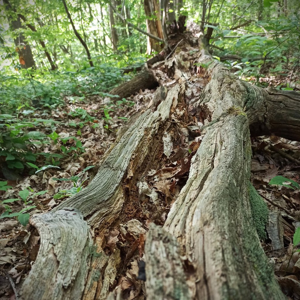 Foret