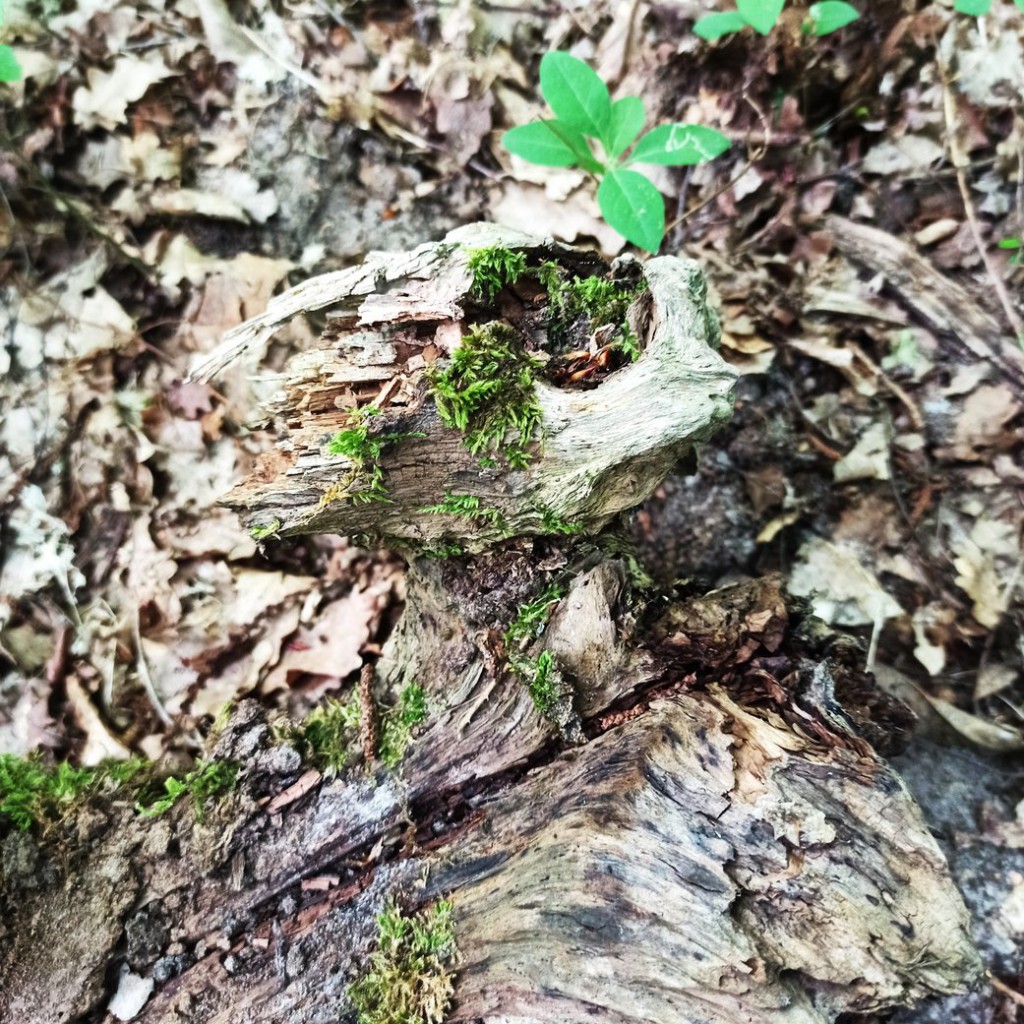 Foret