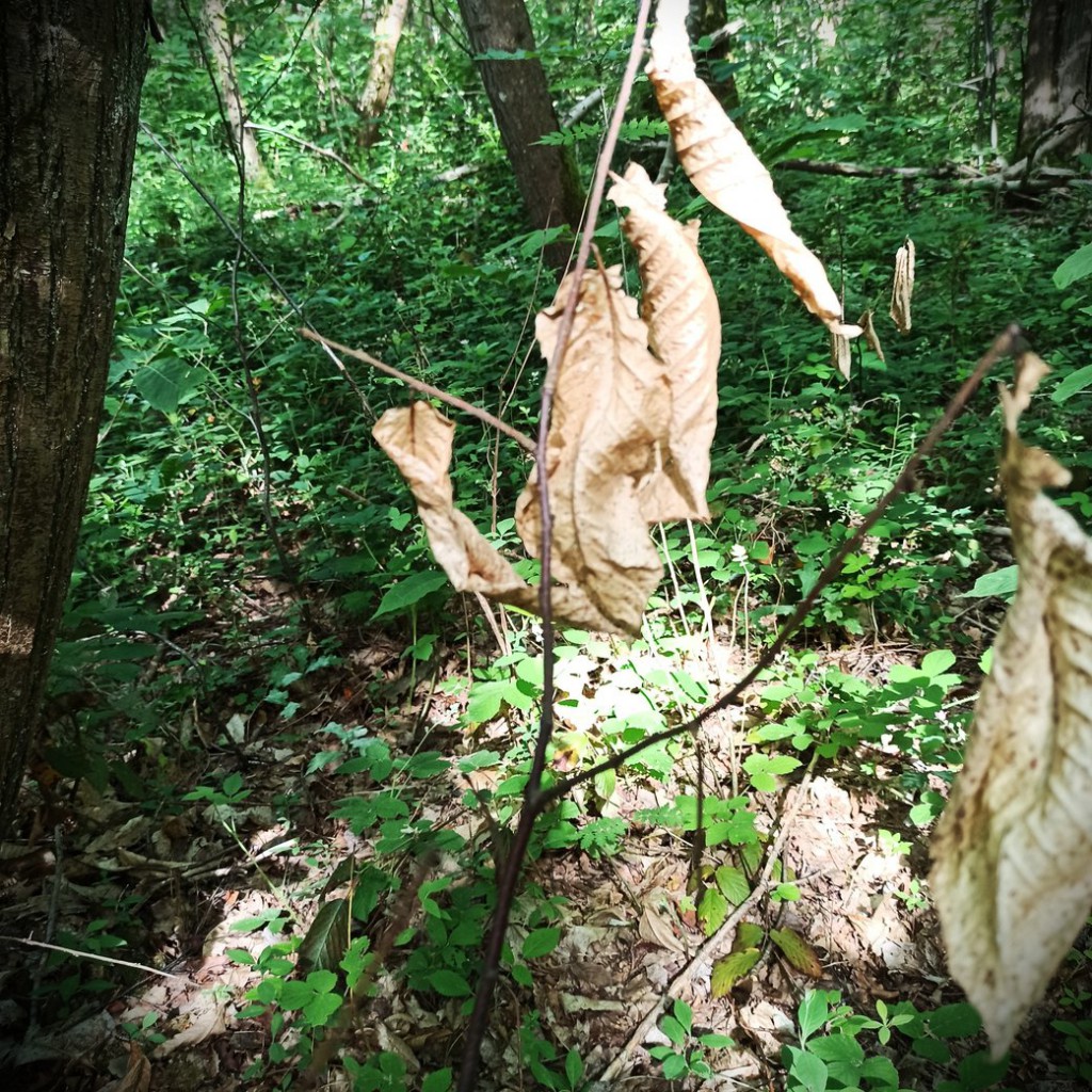 Foret