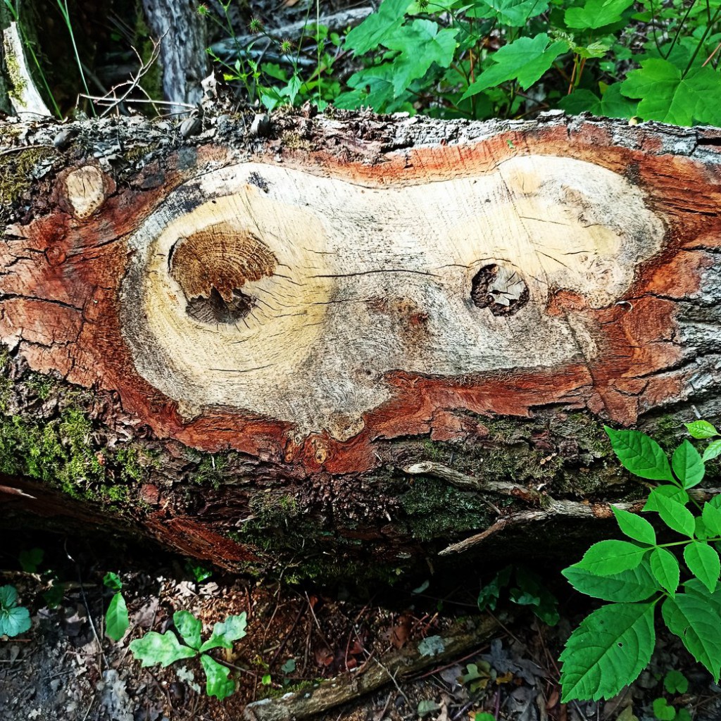 Foret