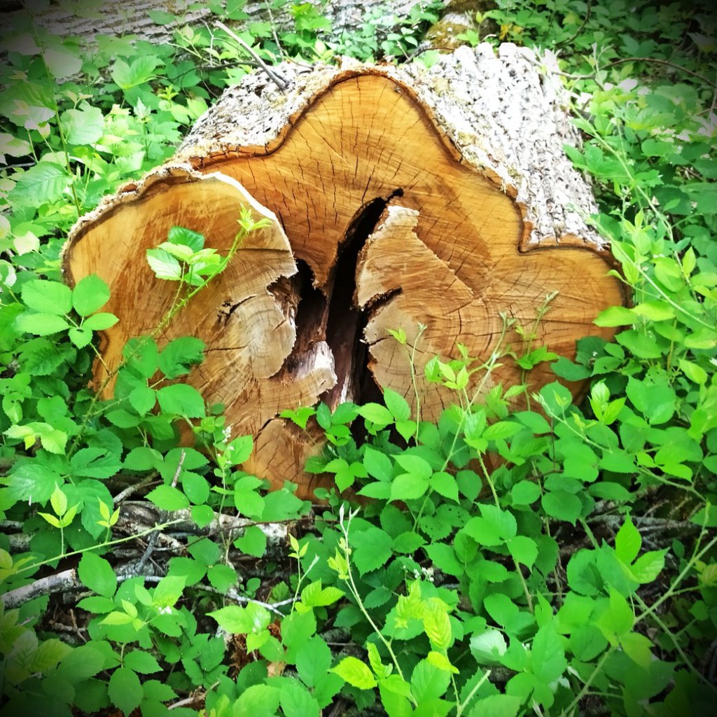 Foret